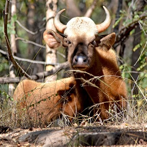 Birds Image Stock | Gaur