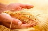Whole Grains Reduce Heart Disease & Total Death Risk
