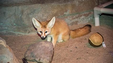 Fennec Fox Habitat