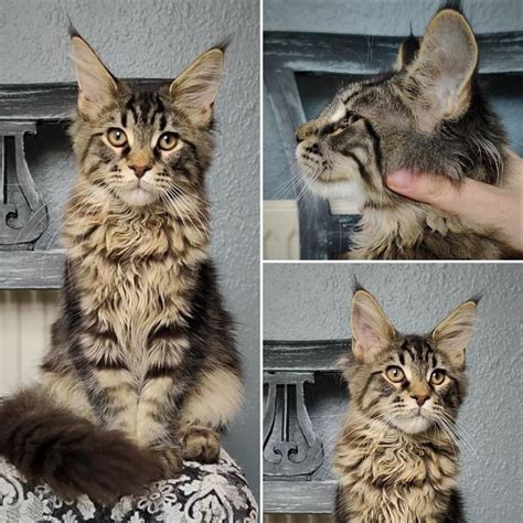 Aragorn 💖🖤 Black tabby male Maine Coon kitten : mainecoons