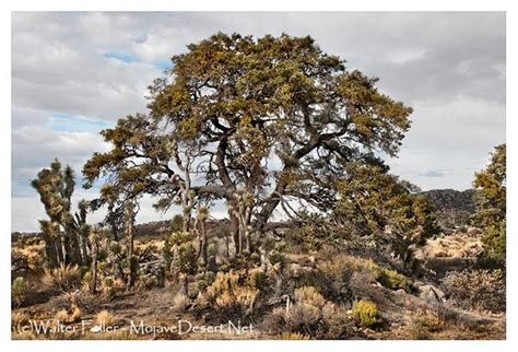 COMMENSALISM - Mojave Desert - Glossary of Terms and Definitions