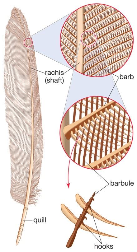 Fancy Feathers: An Unexplained Complexity in Evolutionary History