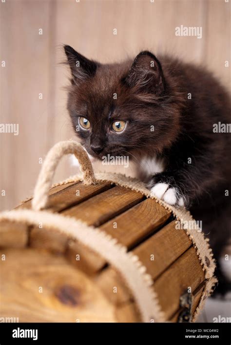 Kurilian Bobtail kittens Stock Photo - Alamy