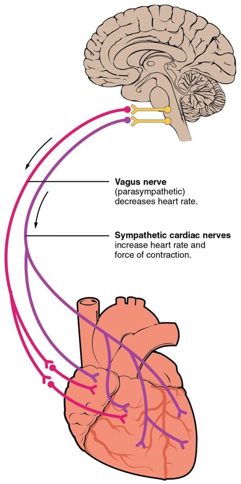 Cardiac Physiology | Anatomy and Physiology II
