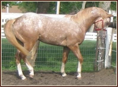 Photo of snowflake appaloosa stallion Go Skippa Rock | Appaloosa ...