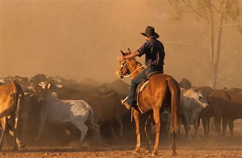 Mustering cattle with horses, Lansdowne … – License image – 70035474 ...