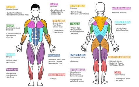 Which Are The Best Exercises for Each Muscle Group?