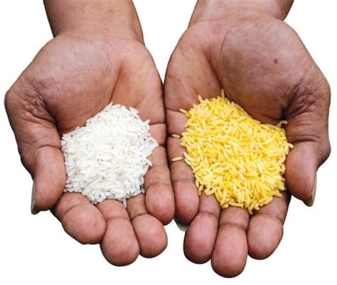 GMO Golden Rice lauded as one of the most important research projects ...