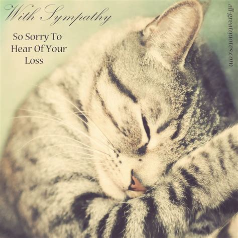 So very sorry to hear of the loss of your precious fur baby. | Pets ...