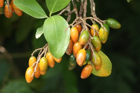 Karaka fruit - Corynocarpus laevigatus | All around Karori S… | Flickr