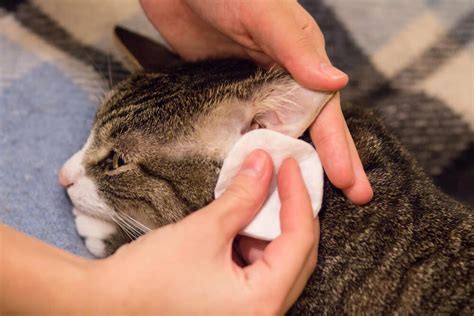 Ear Mites in Cats: #1 Guide on How to Get Rid of Them - Veterinarians.org