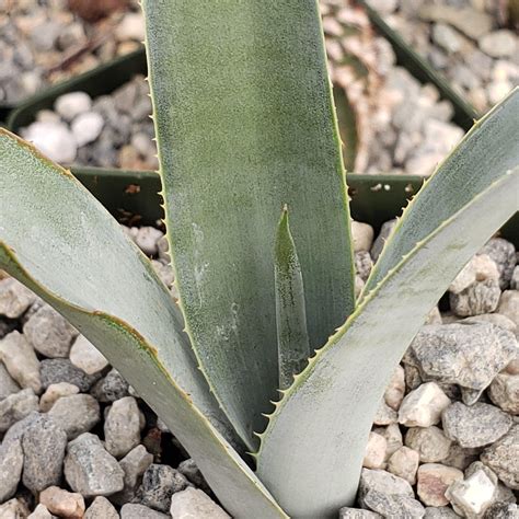 Agave tequilana – Planet Desert