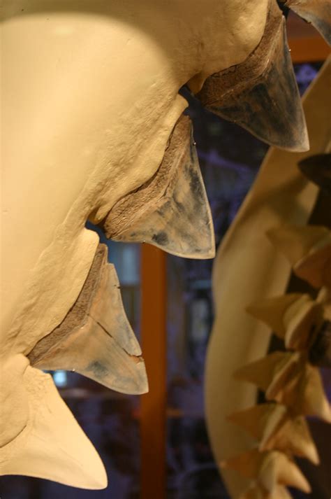 Ancestral Great White Shark Teeth | Carcharodon megalodon Vi… | Flickr