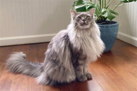 The RagCoon – A Majestic Maine Coon Ragdoll Mix