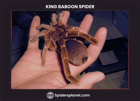 King Baboon Spider: Intro, Habitat, Looks, Diet & Life Cycle