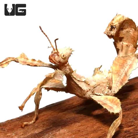 Giant Australian Insects | lupon.gov.ph