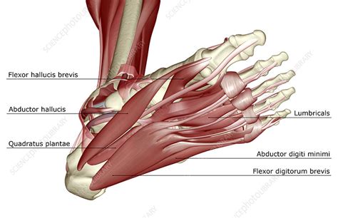 The 19 Muscles Of The Foot - 6. Muscles of leg and foot at Temple University - StudyBlue / It ...