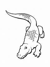 Free Printable Alligator Coloring Pages For Kids sketch template