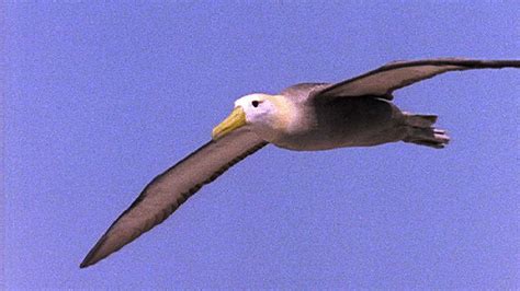 BBC Four - The Life of Birds, The Mastery of Flight, Aerodynamic albatross