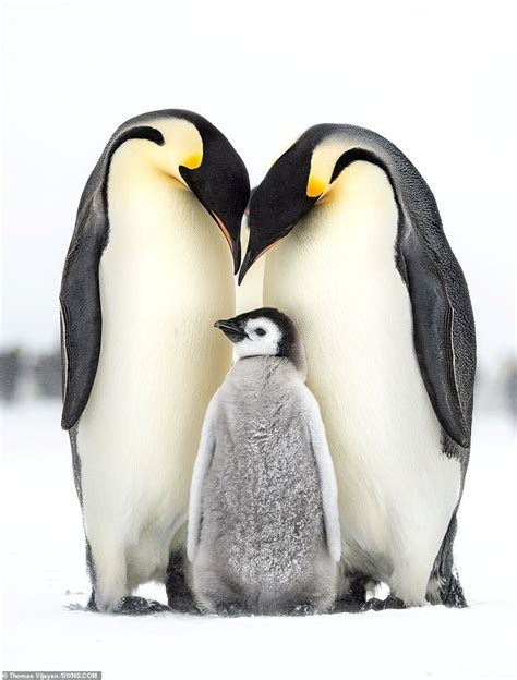 Pin by Wayne Thornton on Penguins are Cool | Penguins, Cute penguins, Emperor penguin