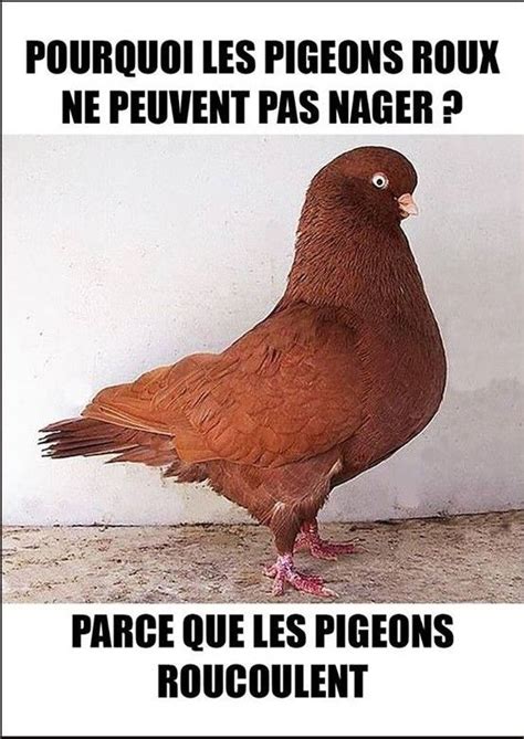 Blague roucouent en 2020 | Blagues en images, Blague, Humour