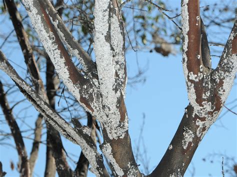 How to Identify Crape Myrtle Bark Scale | Mississippi State University Extension Service