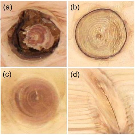 Classification of wood knots using artificial neural networks with ...