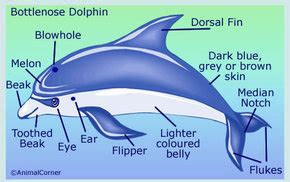 The dolphin body - All about Dolphins!