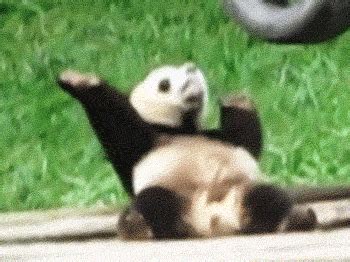 Happy Panda - Reaction GIFs