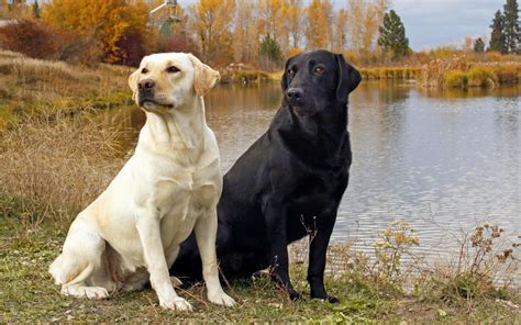 Labrador Retriever Dog Breeders Profiles and Pictures | Dog Breeders Profiles and Pictures