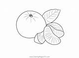 Oranges 3 Coloring Page For Kids  Free Orange Printable Pages sketch template