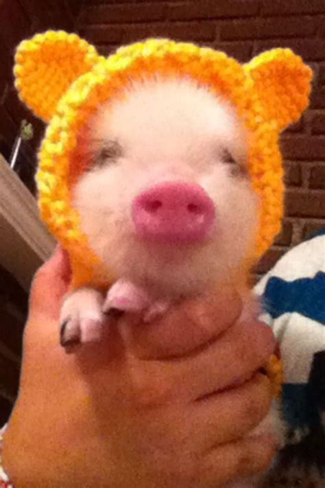 CUTE PIG | Cute baby pigs, Cute piglets, Cute baby animals