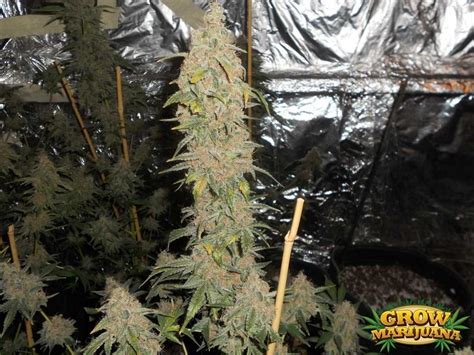 OG Ghost Train Haze Seeds - Strain Review | Grow-Marijuana.com