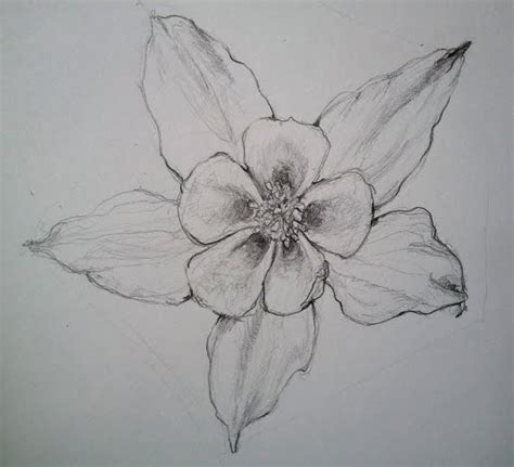 Columbine Flower Drawing at PaintingValley.com | Explore collection of Columbine Flower Drawing