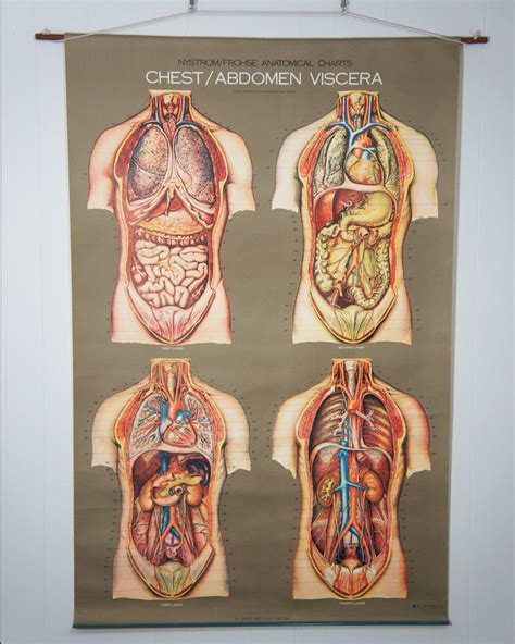 Abdominal Anatomy / Abdominal Wall Anatomy | Neuraxiom - This section of the website will ...