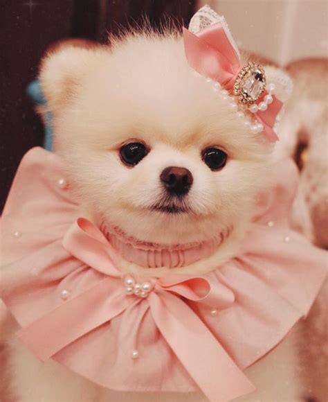 something special ♡ | Cute puppy wallpaper, Cute dogs, Cute animals