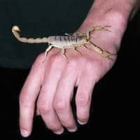 Blog - Scorpion Prevention In Arizona?