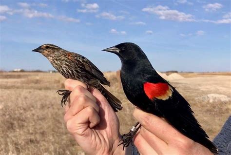 Red-winged Blackbird, female and male | Red wing blackbird, Pet birds ...