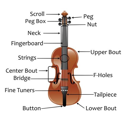 The Parts of the Violin