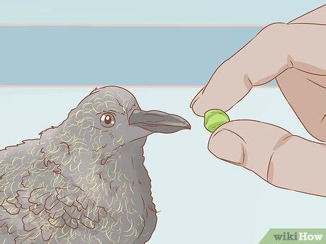 Easy Ways to Feed a Baby Pigeon: 12 Steps (with Pictures)