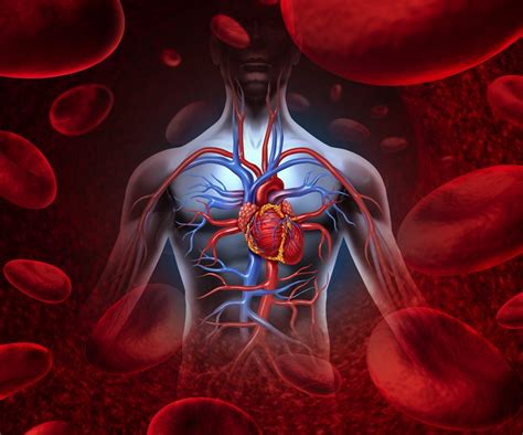 Organs of Circulatory System and Their Functions | New Health Advisor