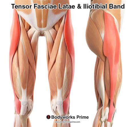 Iliotibial Band Anatomy