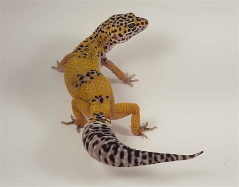 High Yellow - Leopard Gecko Traits - Morphpedia