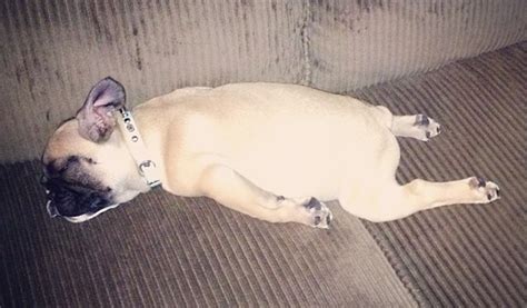 The 14 Most Awkward French Bulldog Sleeping Positions