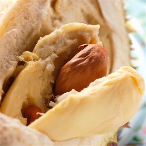 Are Durian Seeds Edible ? Read This Before Buying Durian - Foodiosity