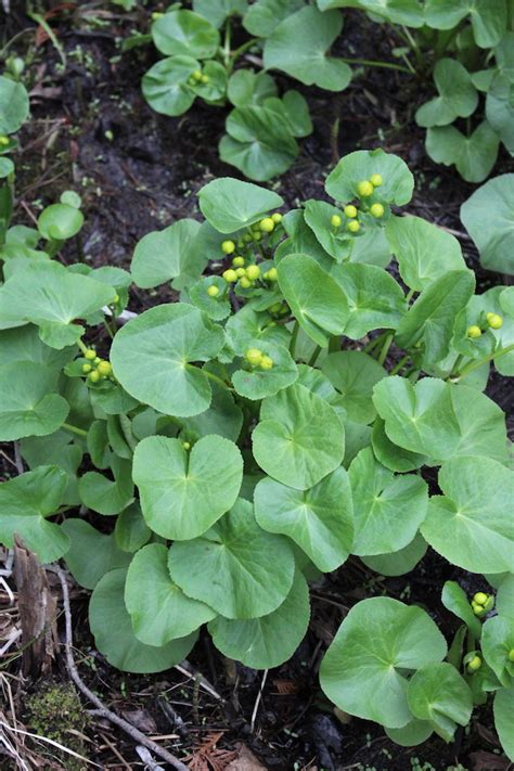 Foraging Marsh Marigold (Caltha palustris)