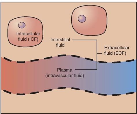 Major fluid compartments. Intracellular fluid (ICF) is fluid within cells… | Extracellular fluid ...