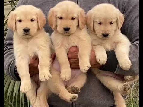 Golden retriever puppy rate|| Entertainment movie dog ka rate - YouTube