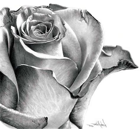 Realistic Flowers Drawing at PaintingValley.com | Explore collection of ...