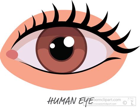 Realistic Human Eye Clip Art